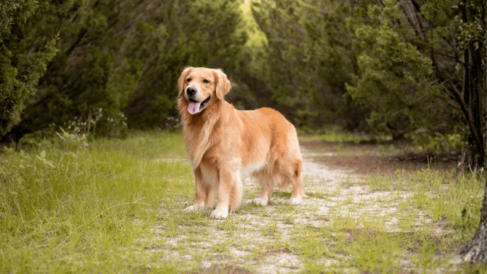 Feathered long double coat dogs