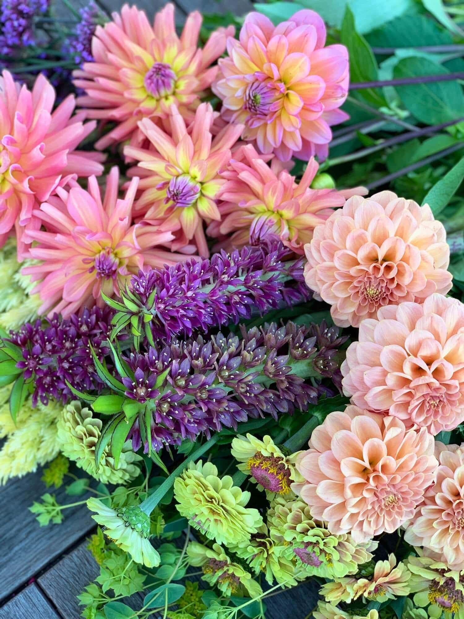 Eucomis Pineapple Lilies for Your Patio - Longfield Gardens