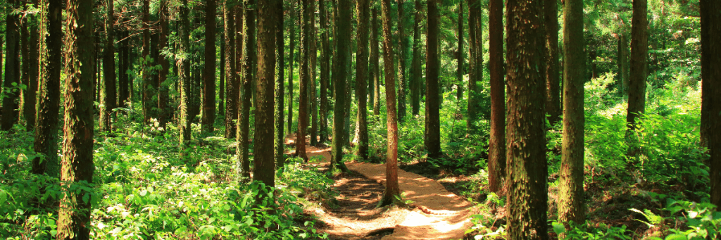 A winding path or trail through a dense forest or mountain terrain, emphasizing the journey aspect. Soft sunlight filters through the trees or around the mountains, indicating hope and discovery.