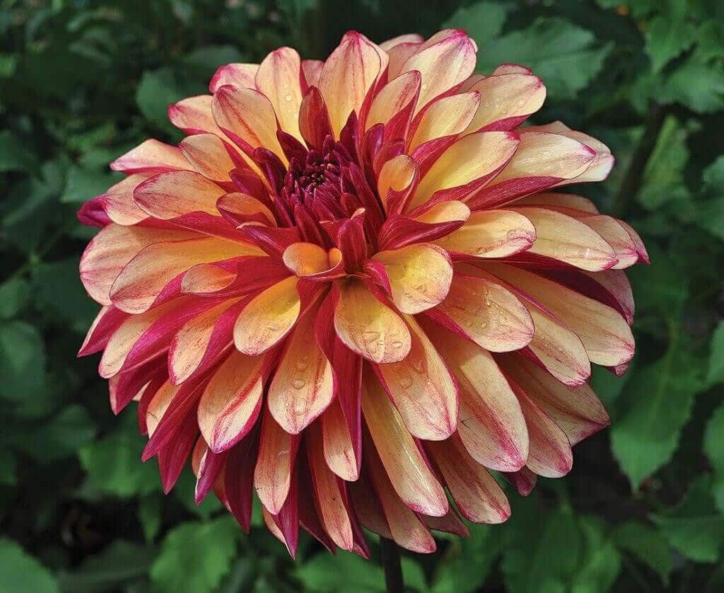 Dahlia Flower Forms for the garden and vase Longfield Gardens
