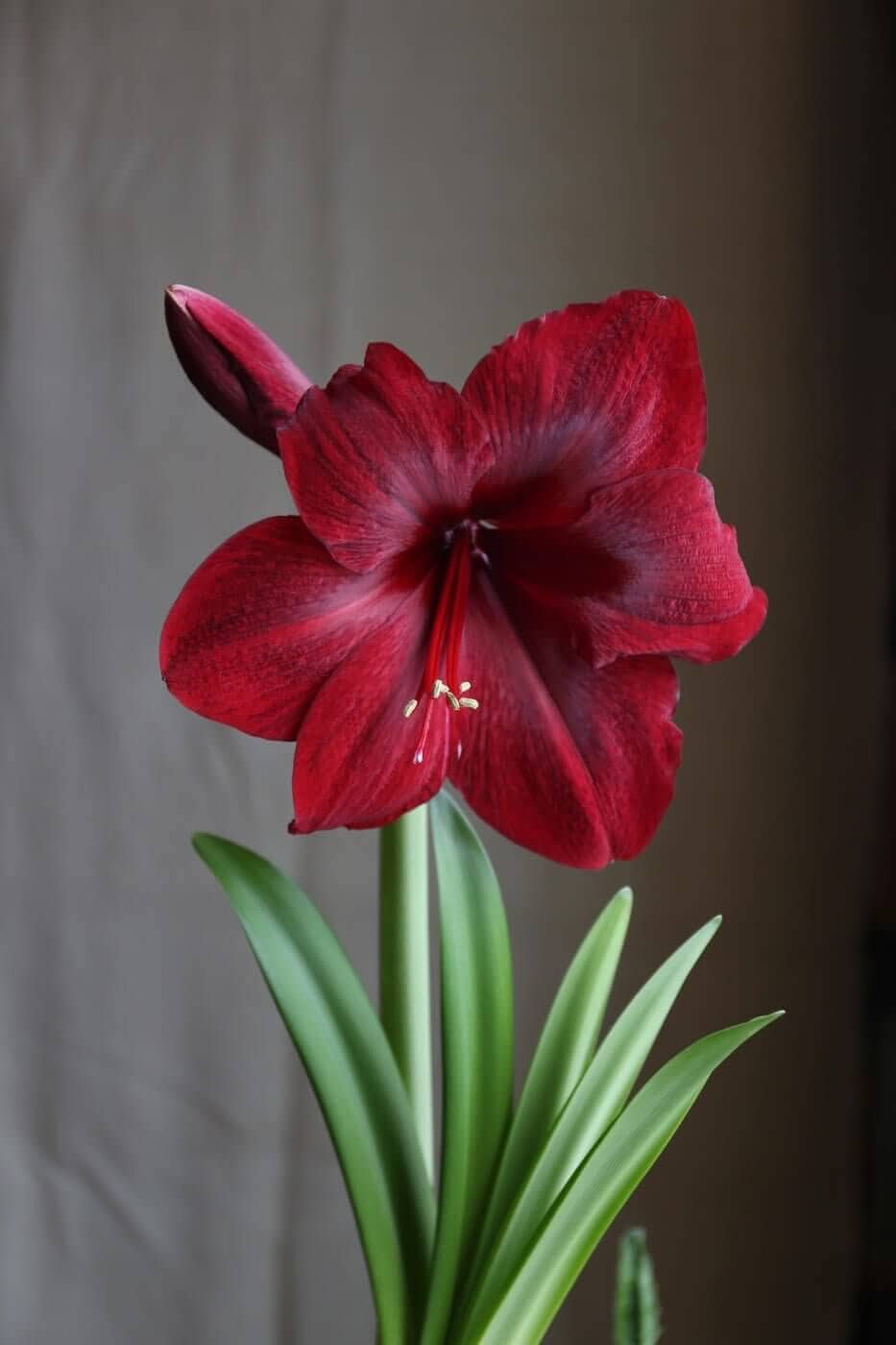 Amaryllis_Red_Pearl_IMG