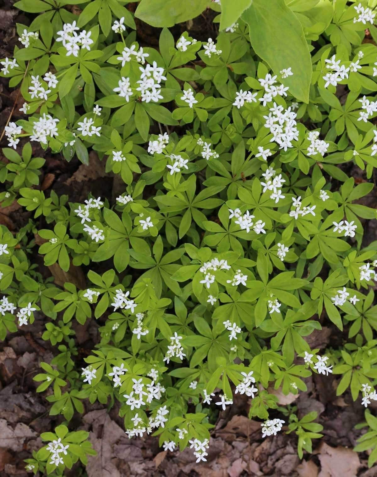 Best ground covers for shade - Longfield Gardens