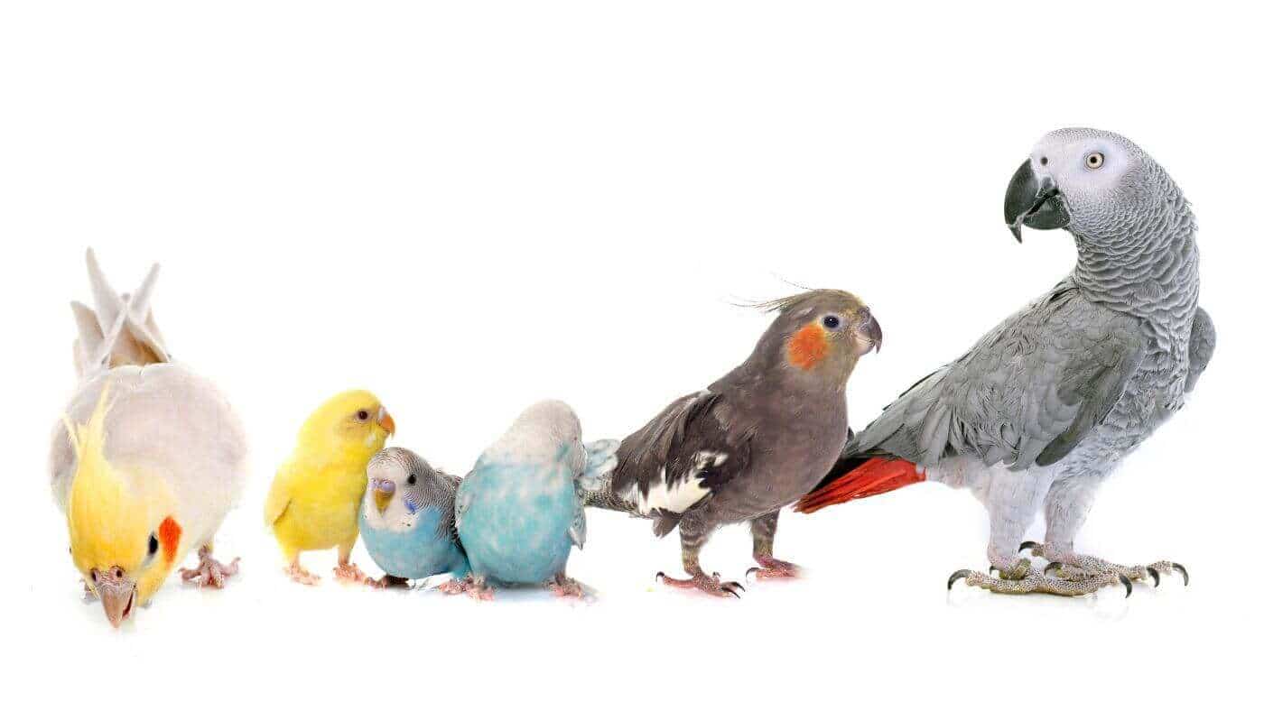 Different Pet Parrot Species