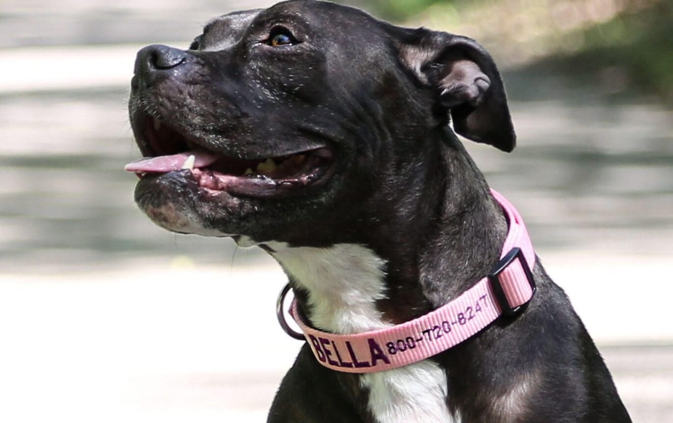 Pink Dog Collars: Fashion Statement or Something More?