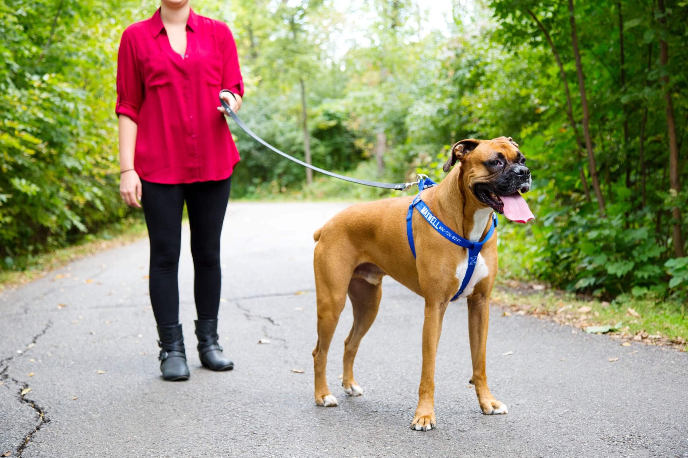 How to Get a Puppy Used to Walking on a Leash