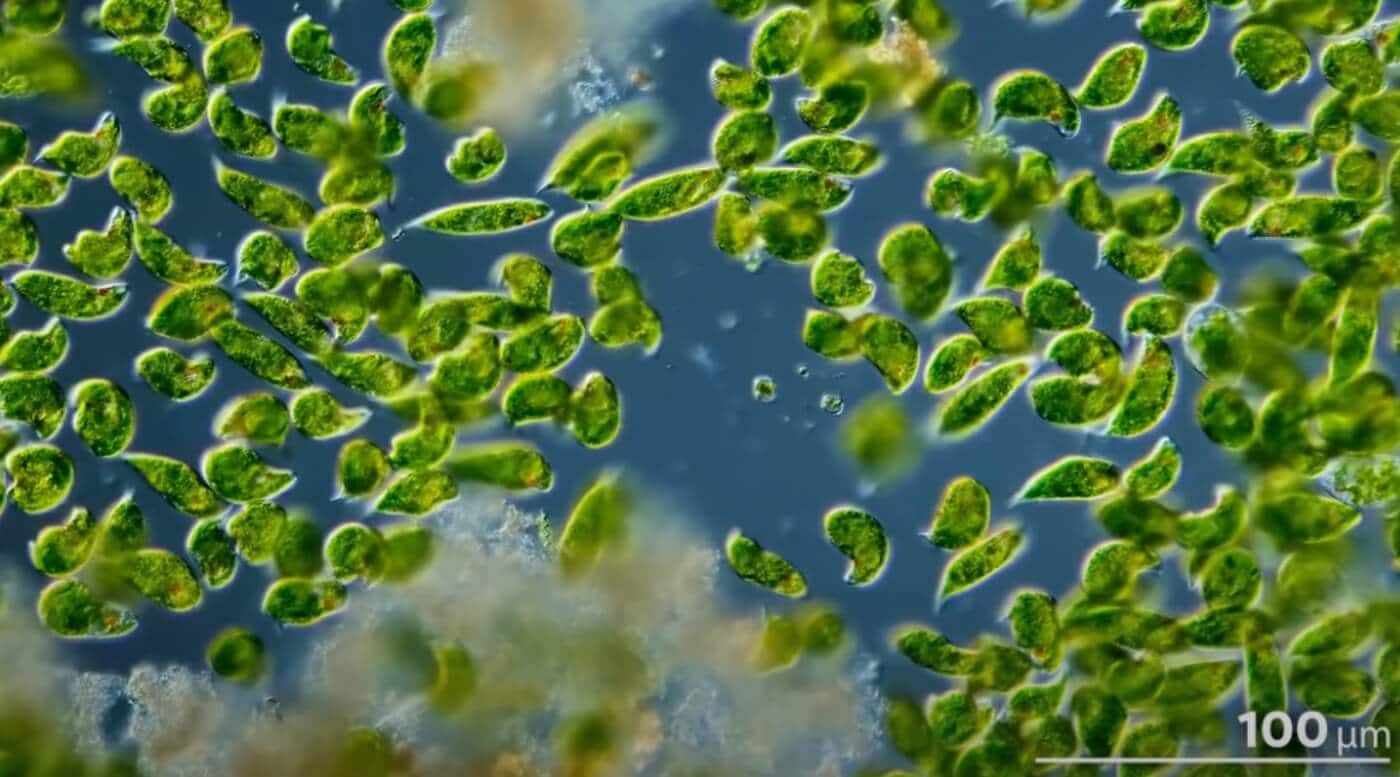 Do Corals Eat Plankton?