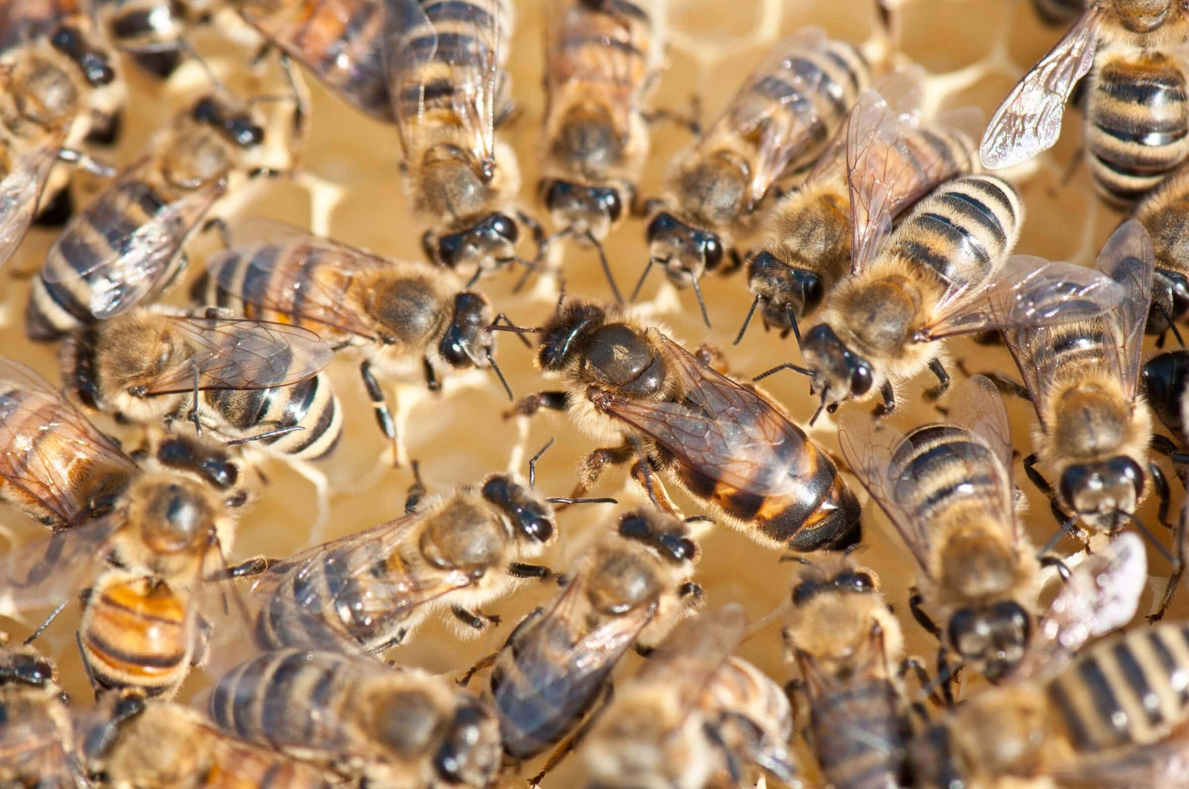 Tips for Spotting the Queen Honeybee