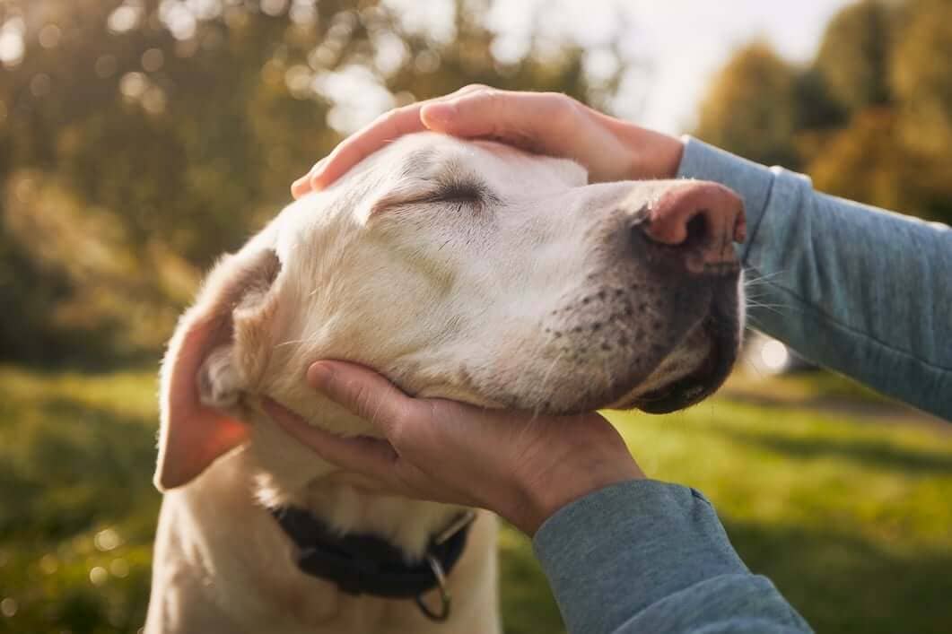 A Complete Guide to Pet Emergency Preparedness