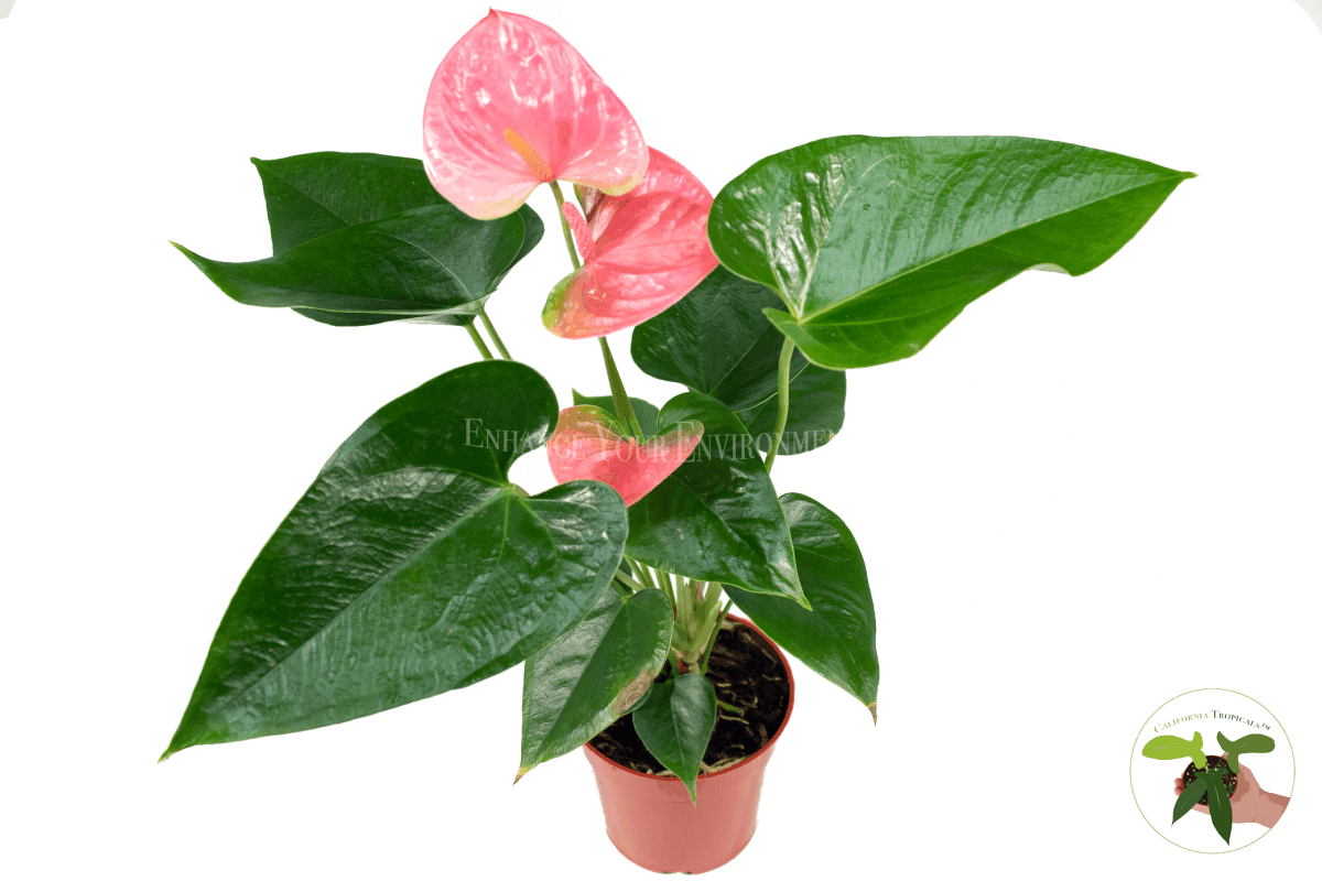 Anthurium