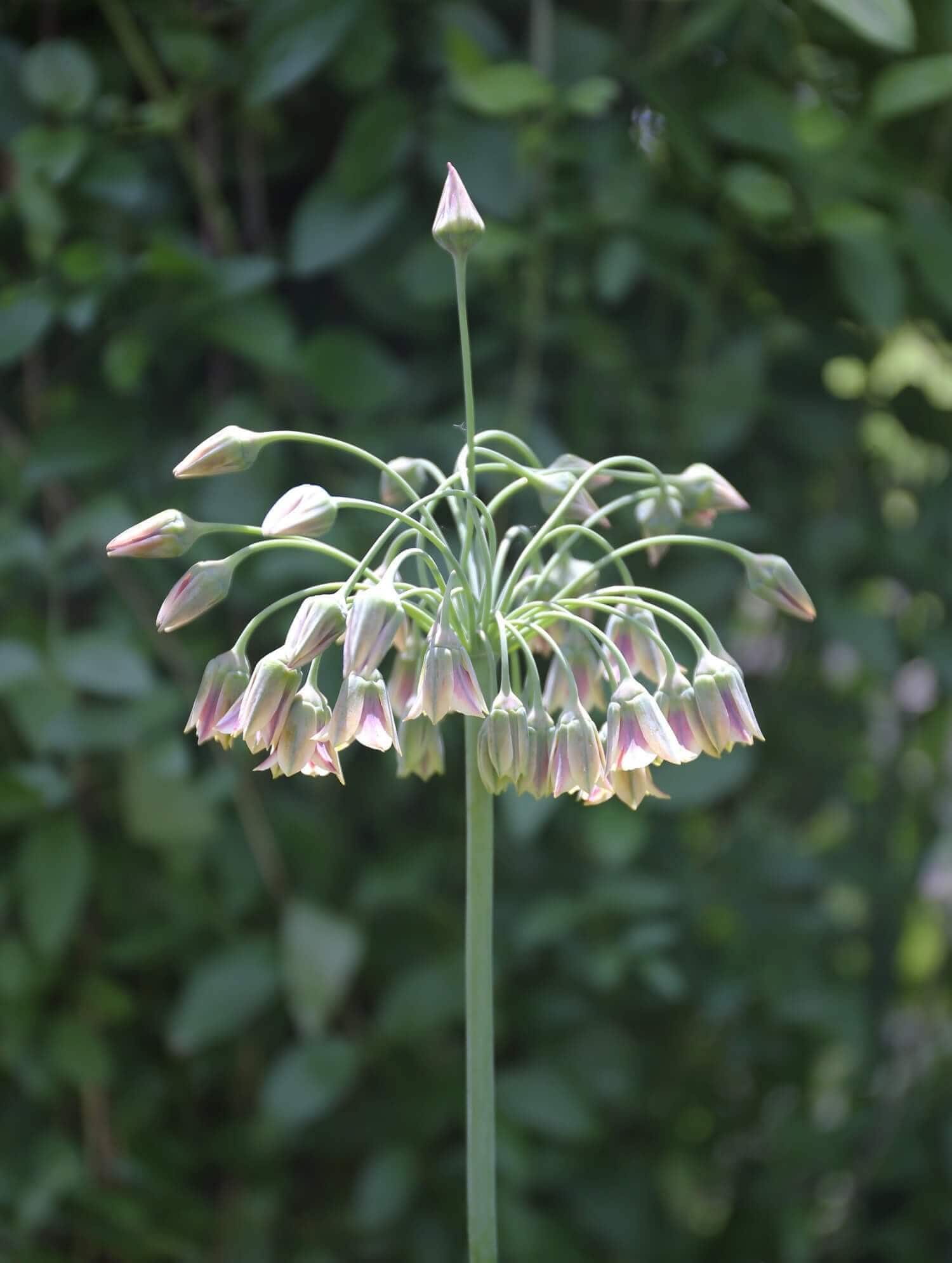 A Wonderful Allium by Any Name Sicilian Honey Garlic - Longfield Gardens