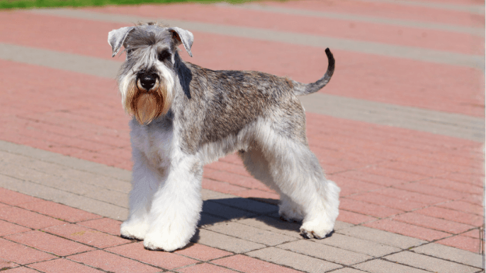 cMiniature Schnauzer Temperament