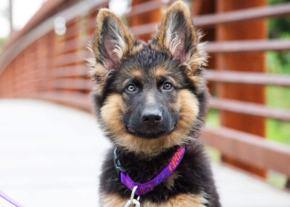 dogIDs Helpful Guide To Nylon Collars