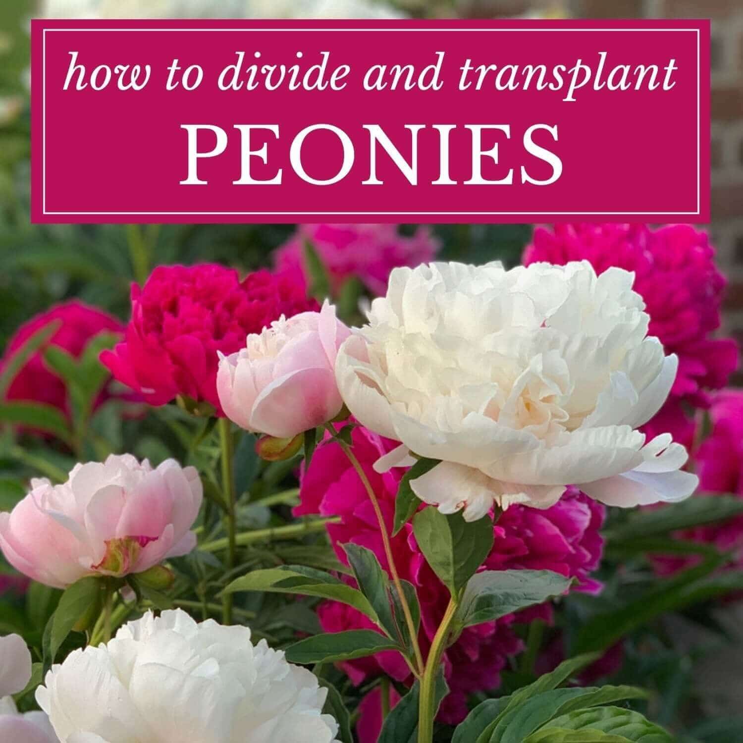 How to Divide and Transplant Peonies