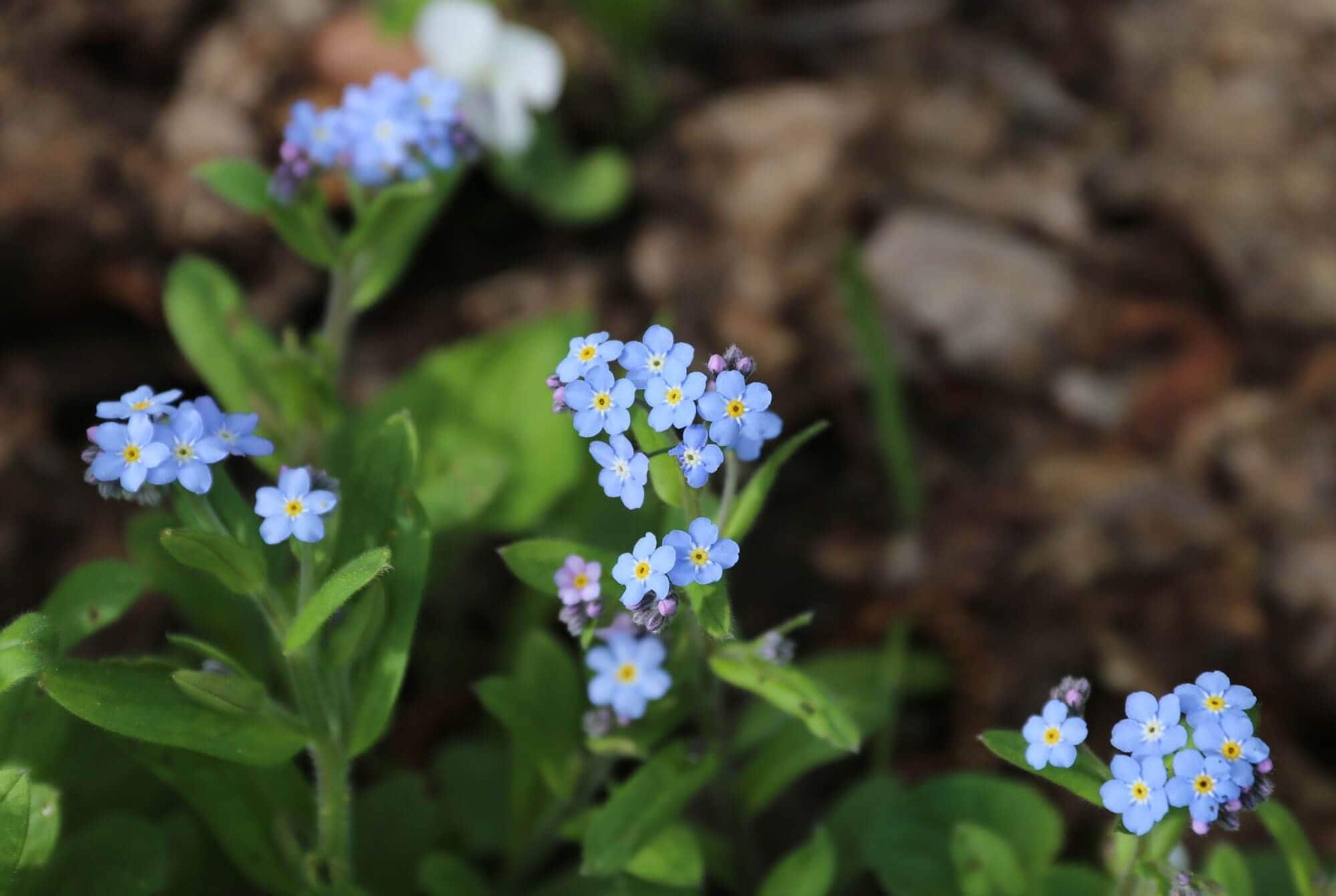 How to Use Blue Flowers in Your Garden - Longfield Gardens