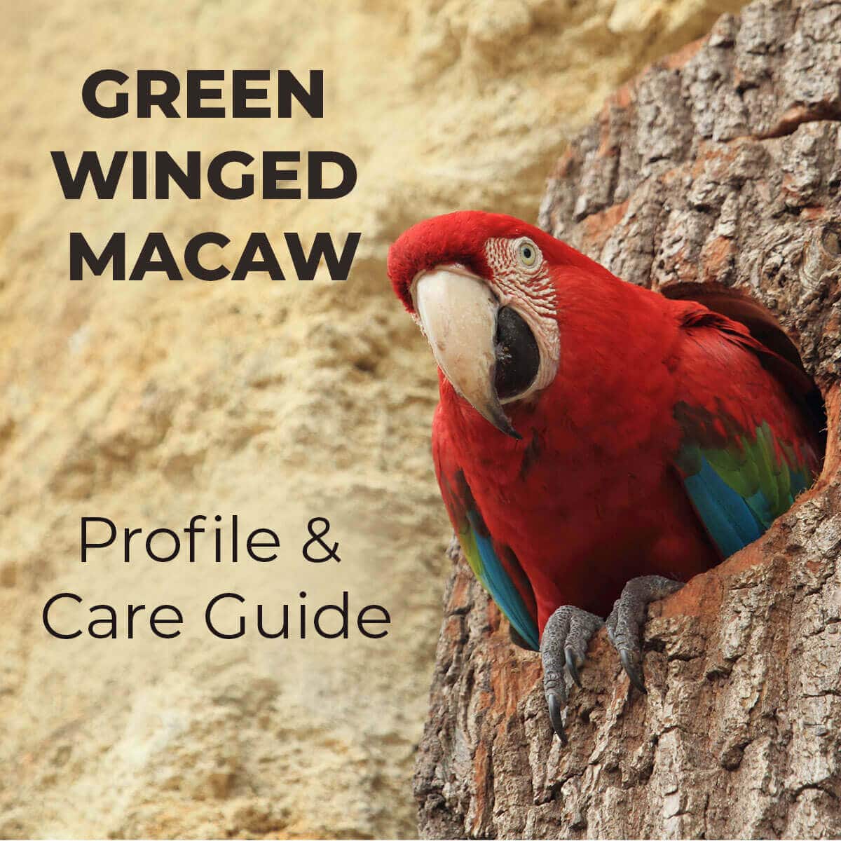 Green-Winged Macaw