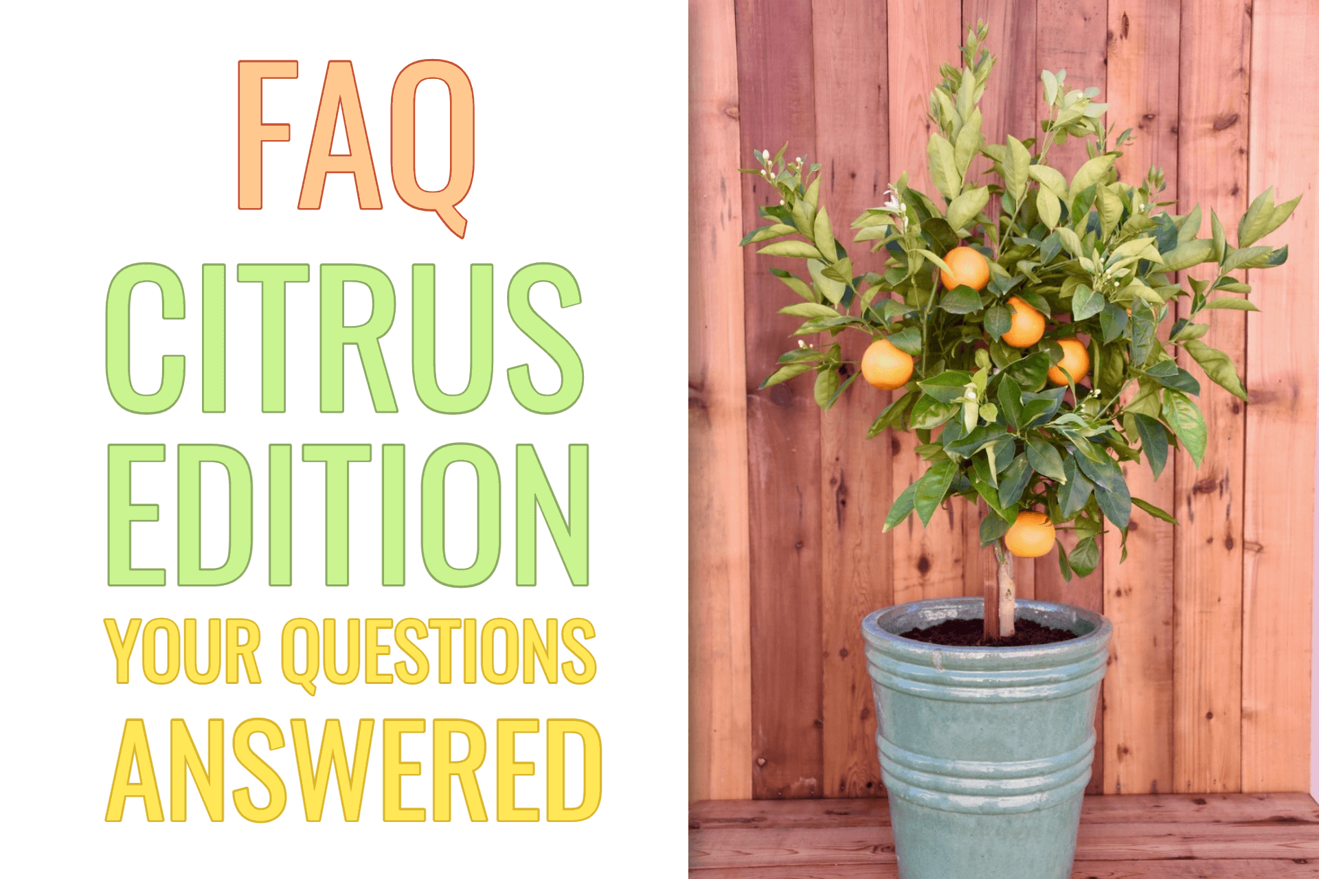 Your Questions Answered About Growing Citrus Trees