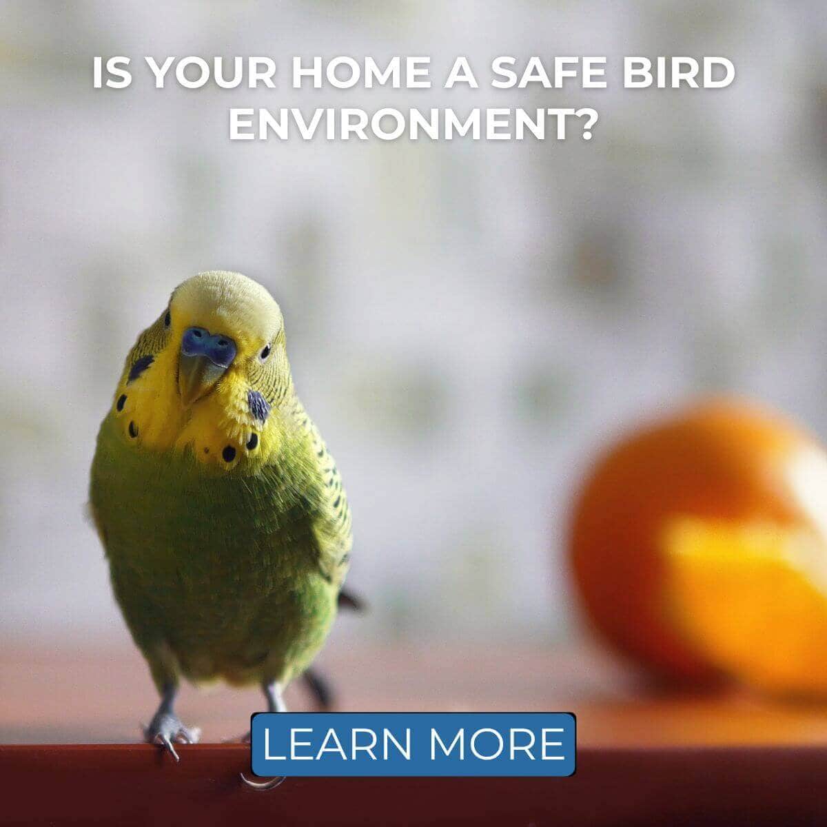 Is Your Home a Safe Bird Environment?