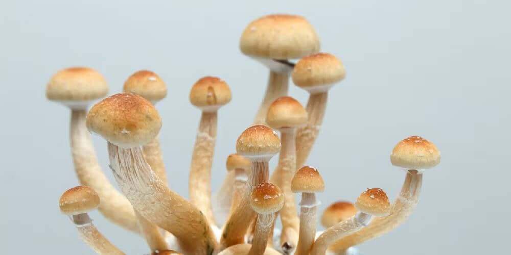 Troubleshooting Common Issues When Studying Psilocybe Cubensis Spores for Research