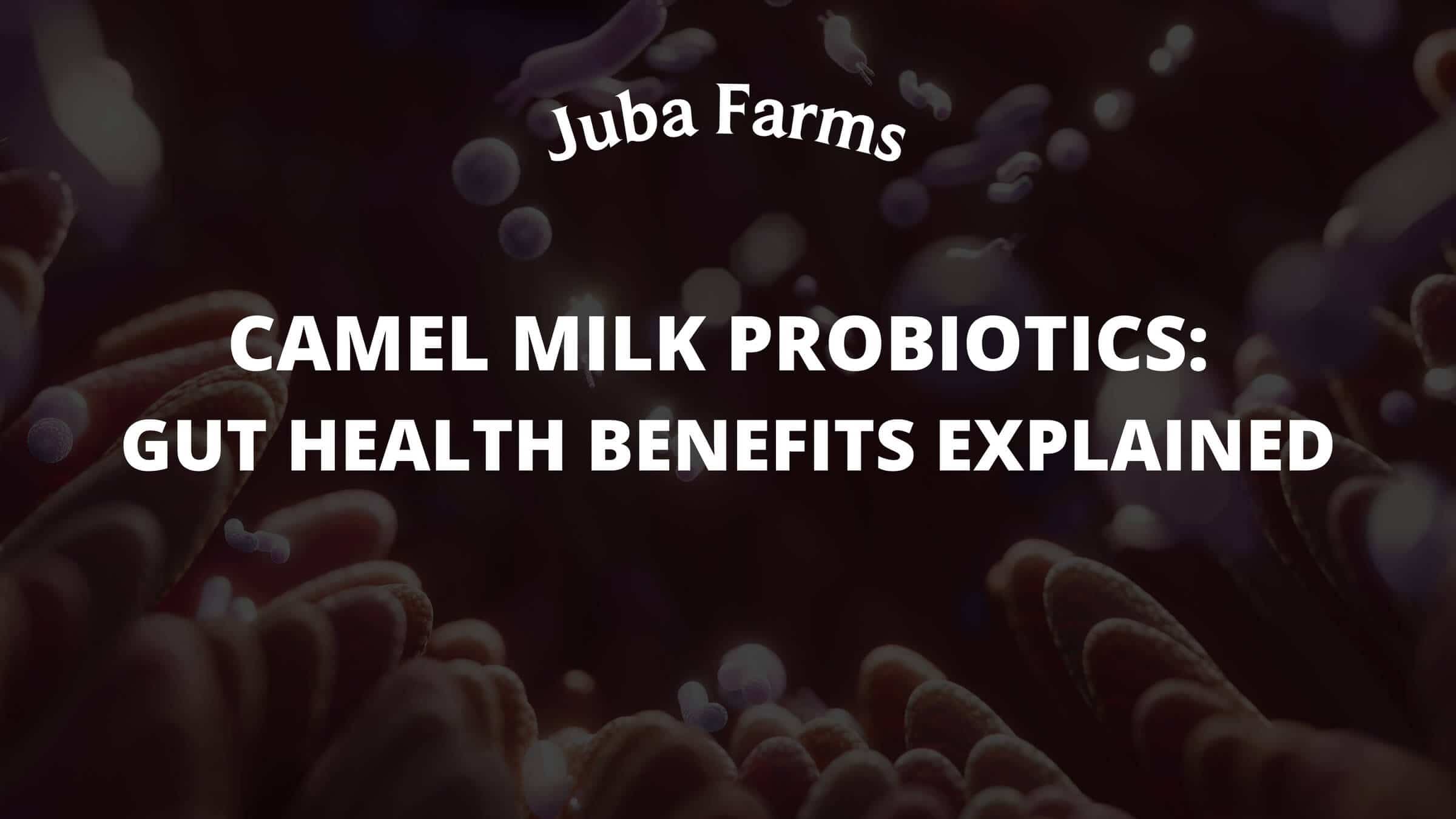 Camel Milk Probiotics: Gut Health Benefits Explained
