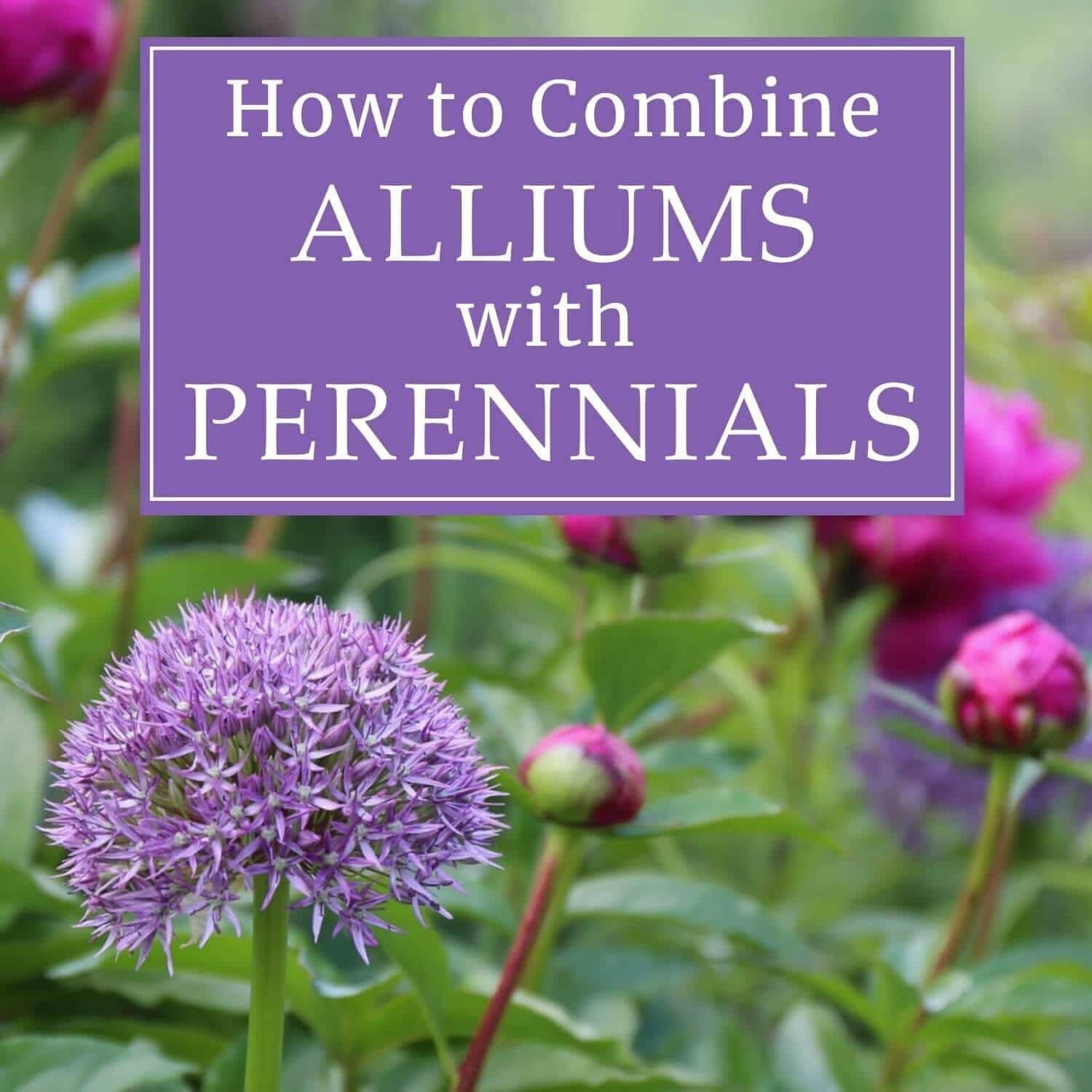How to Combine Alliums with Perennials - Longfield Gardens