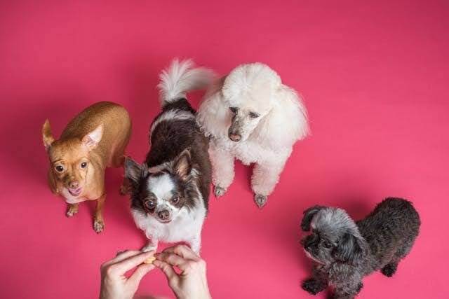 White and Puppy Standard Poodles with two other dogs