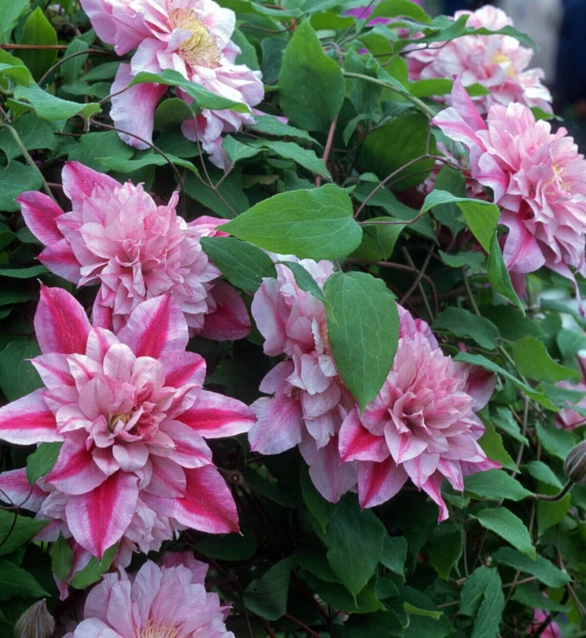 6 Tips for Growing Clematis - Longfield Gardens