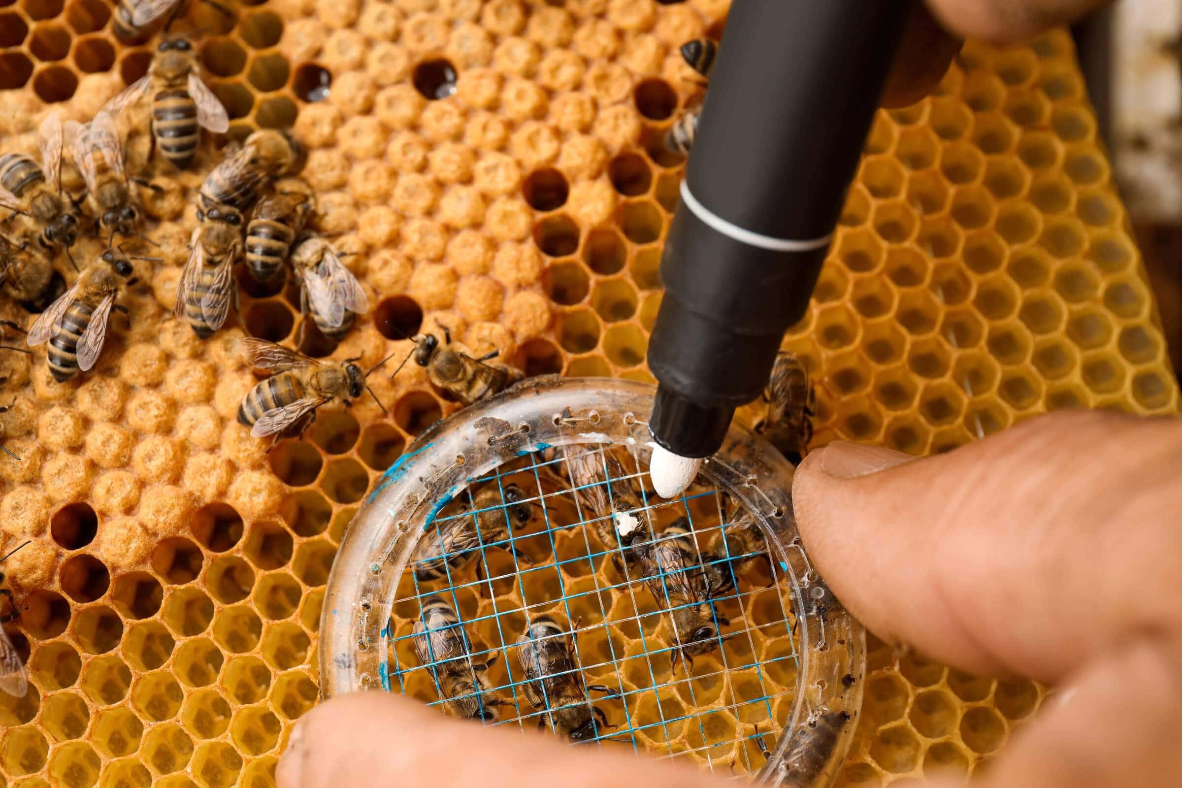 Mark a honey bee queen