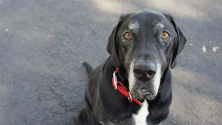 Planning Ahead for a Dog Adoption