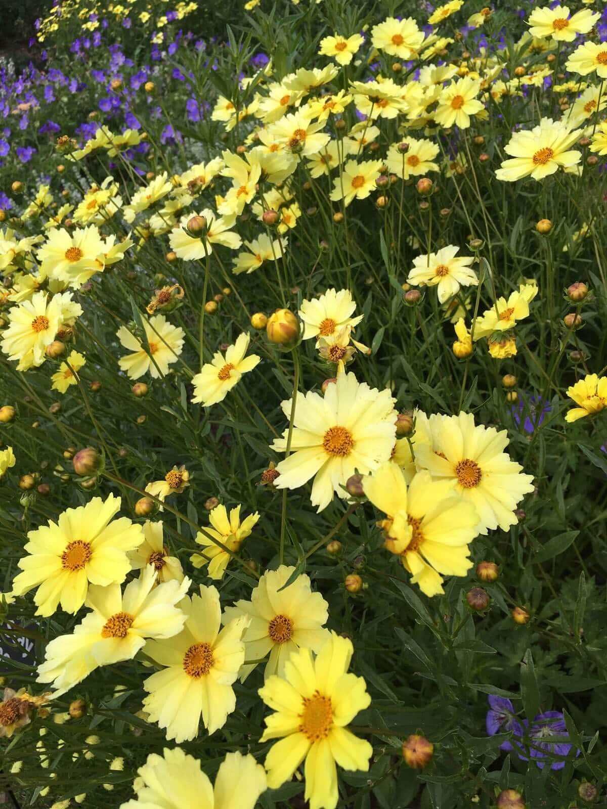 The Chelsea Chop How and Why to Prune Perennials - Longfield Gardens