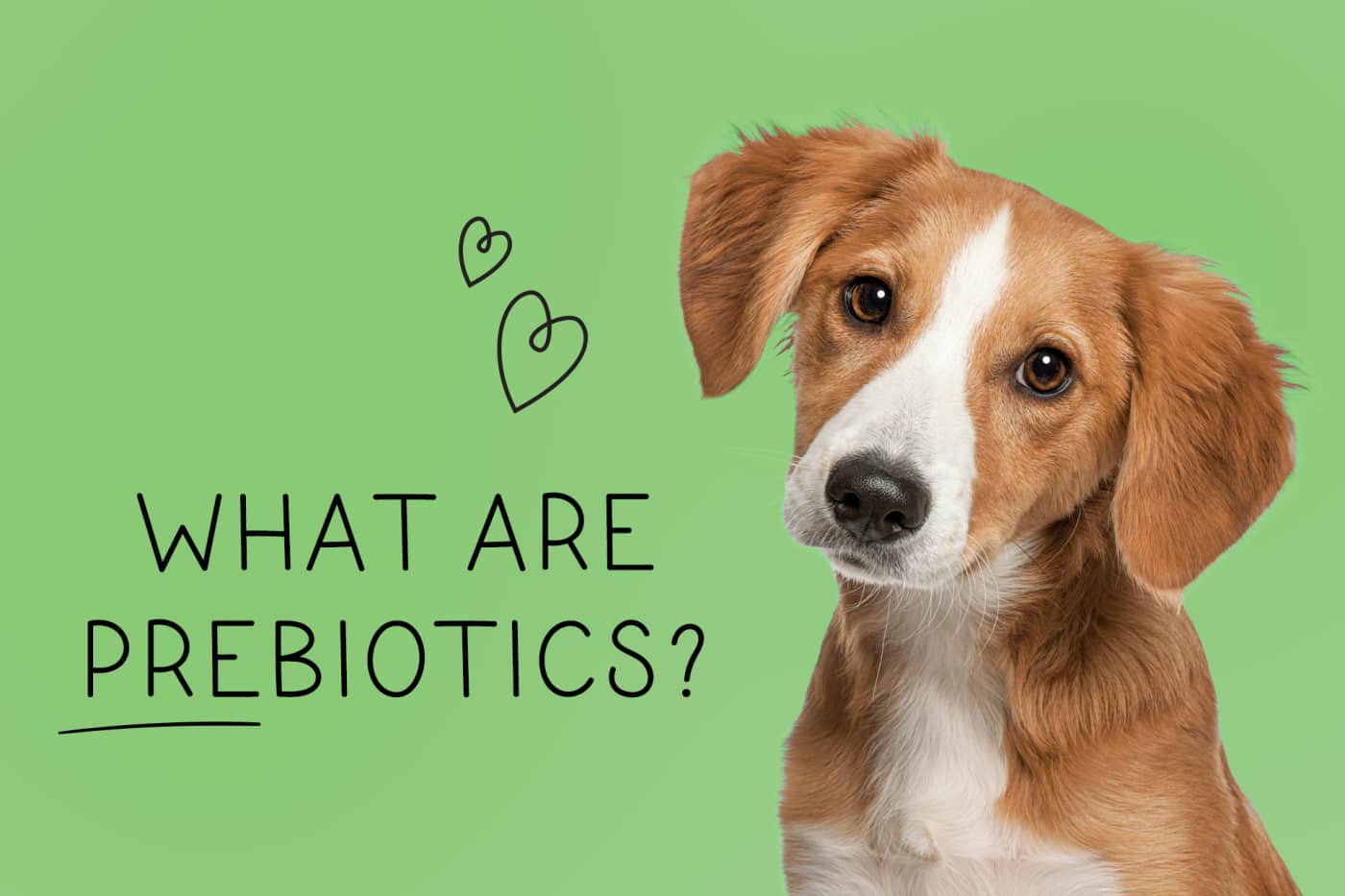 PREBIOTICS 101: WHY PREBIOTICS ARE ESSENTIAL FOR DOGS