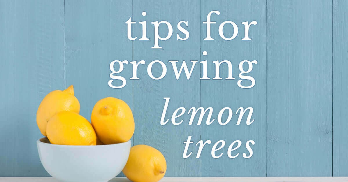 How to Grow a Lemon Tree at Home