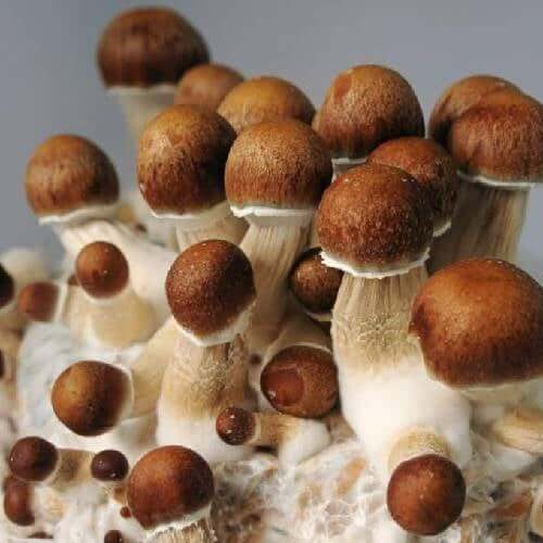 Penis Envy Spores
