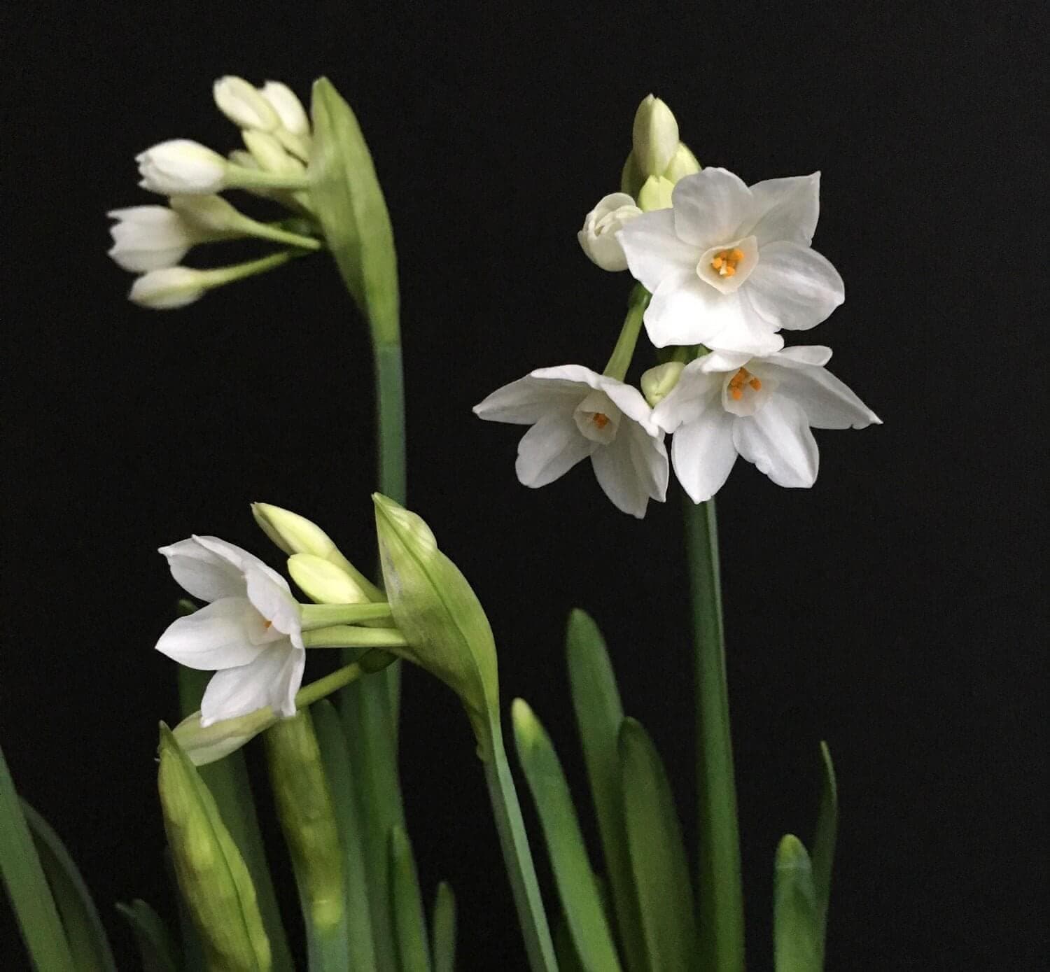 Paperwhite Narcissus Sweet or Smelly - Longfield Gardens