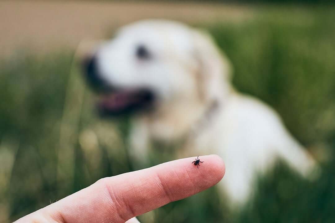 Homemade Natural Insect Repellent for Dogs