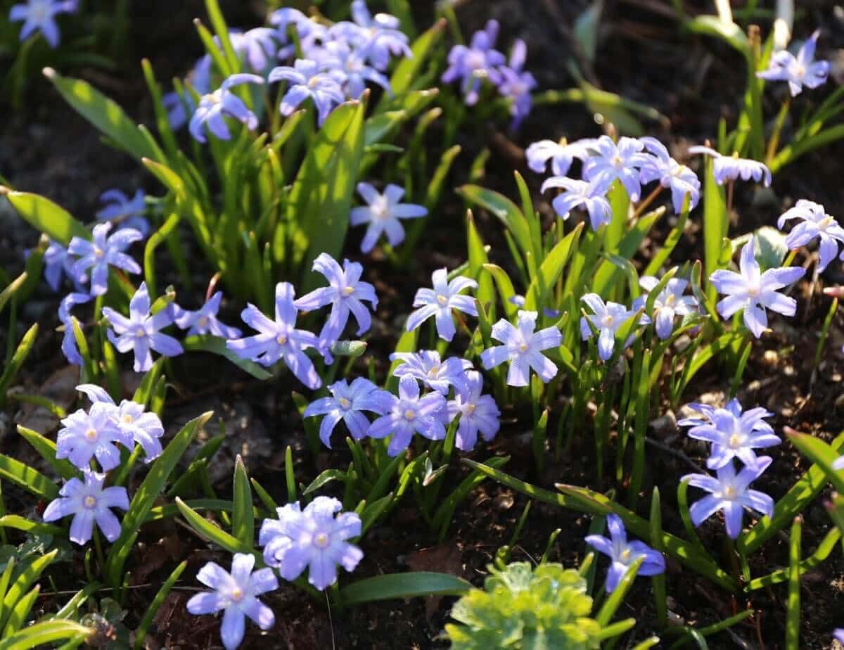 How to Use Blue Flowers in Your Garden - Longfield Gardens