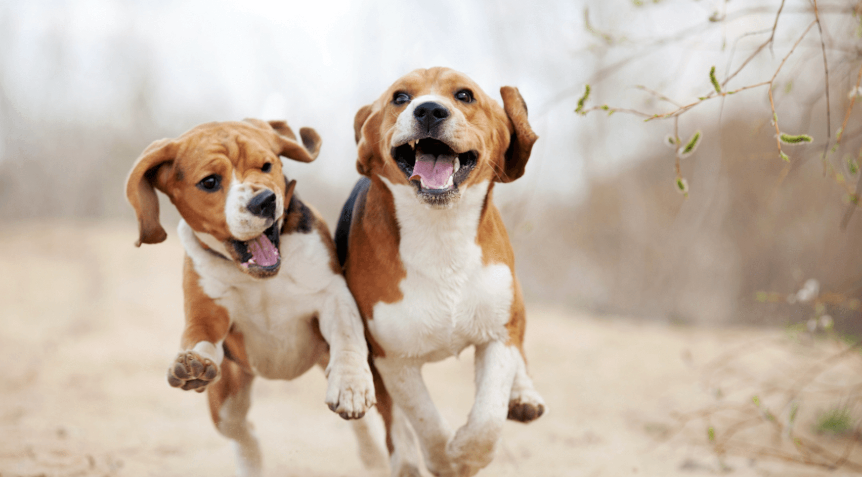 Should You Get Another Dog?