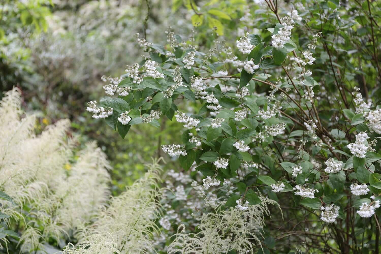 Spring Checklist for Flower Gardeners - Longfield Gardens