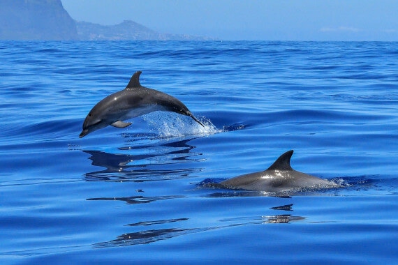 Dolphins in Port Andratx