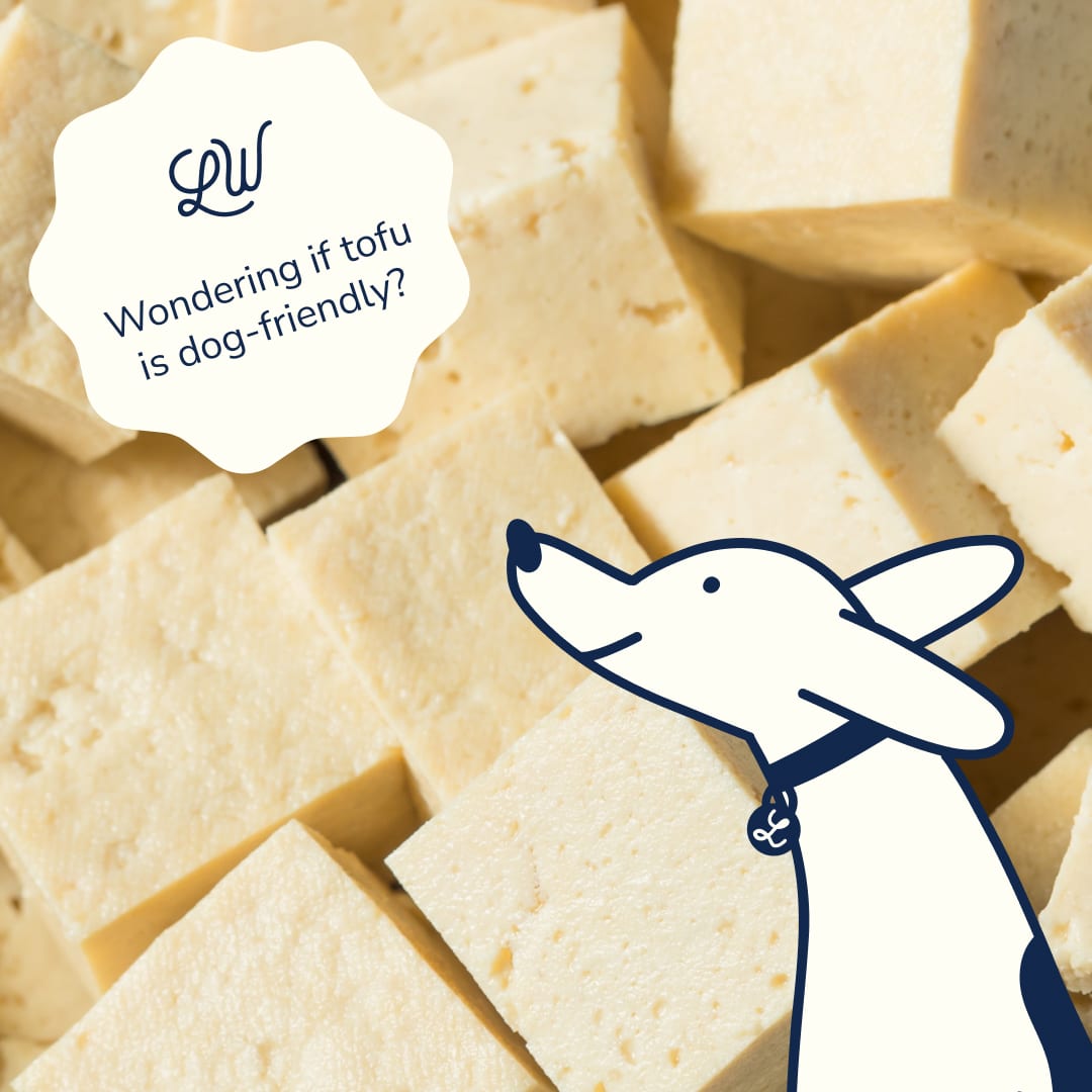 Tofu for dogs? Discover the Nutritional Benefits and Risks