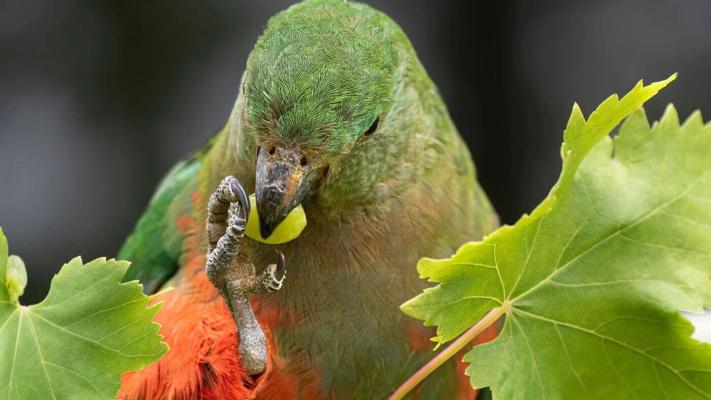 Australian King Parrot Eating grape