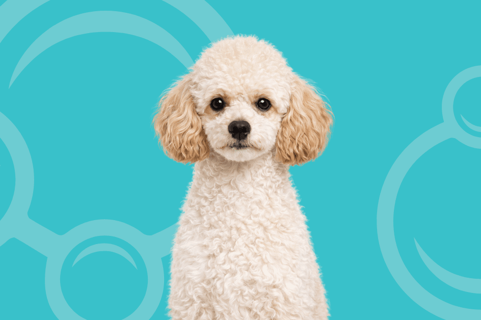 Miniature Poodle Temperament and Grooming Considerations