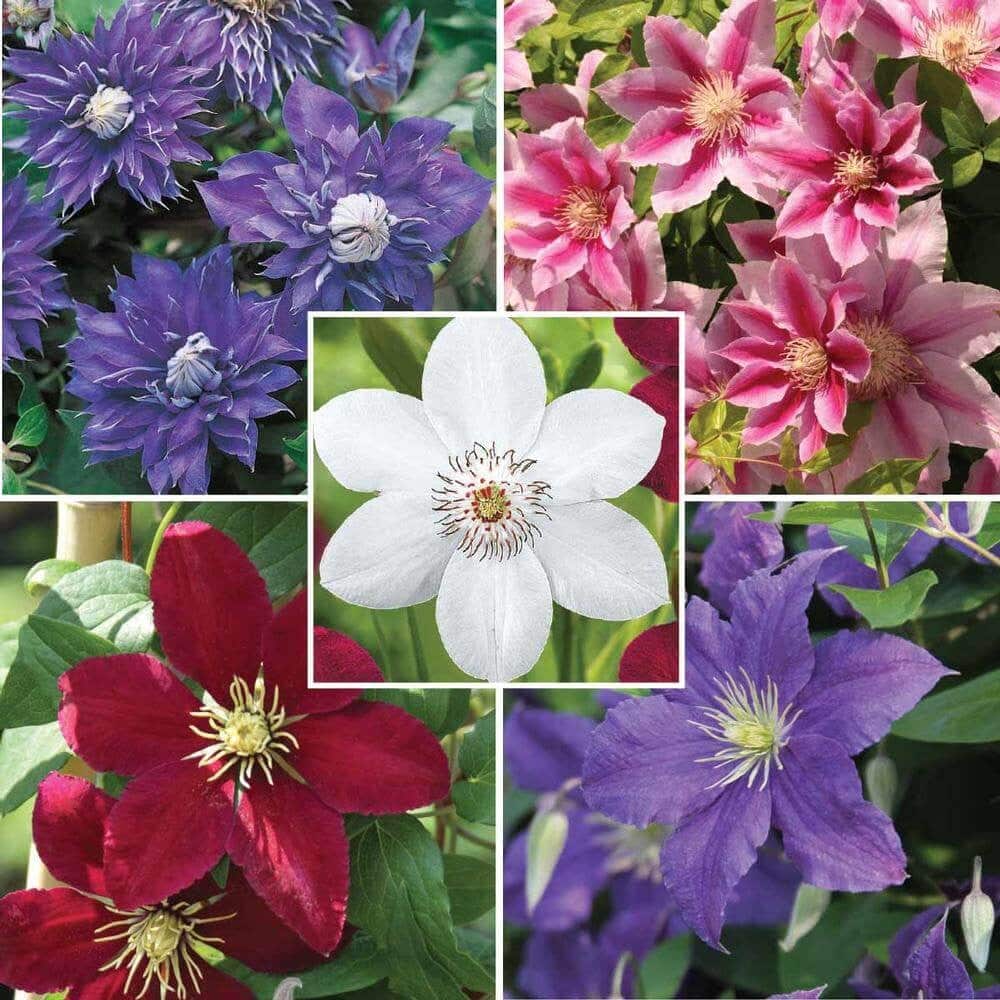 6-Tips-for-Growing-Clematis-Longfield-Gardens