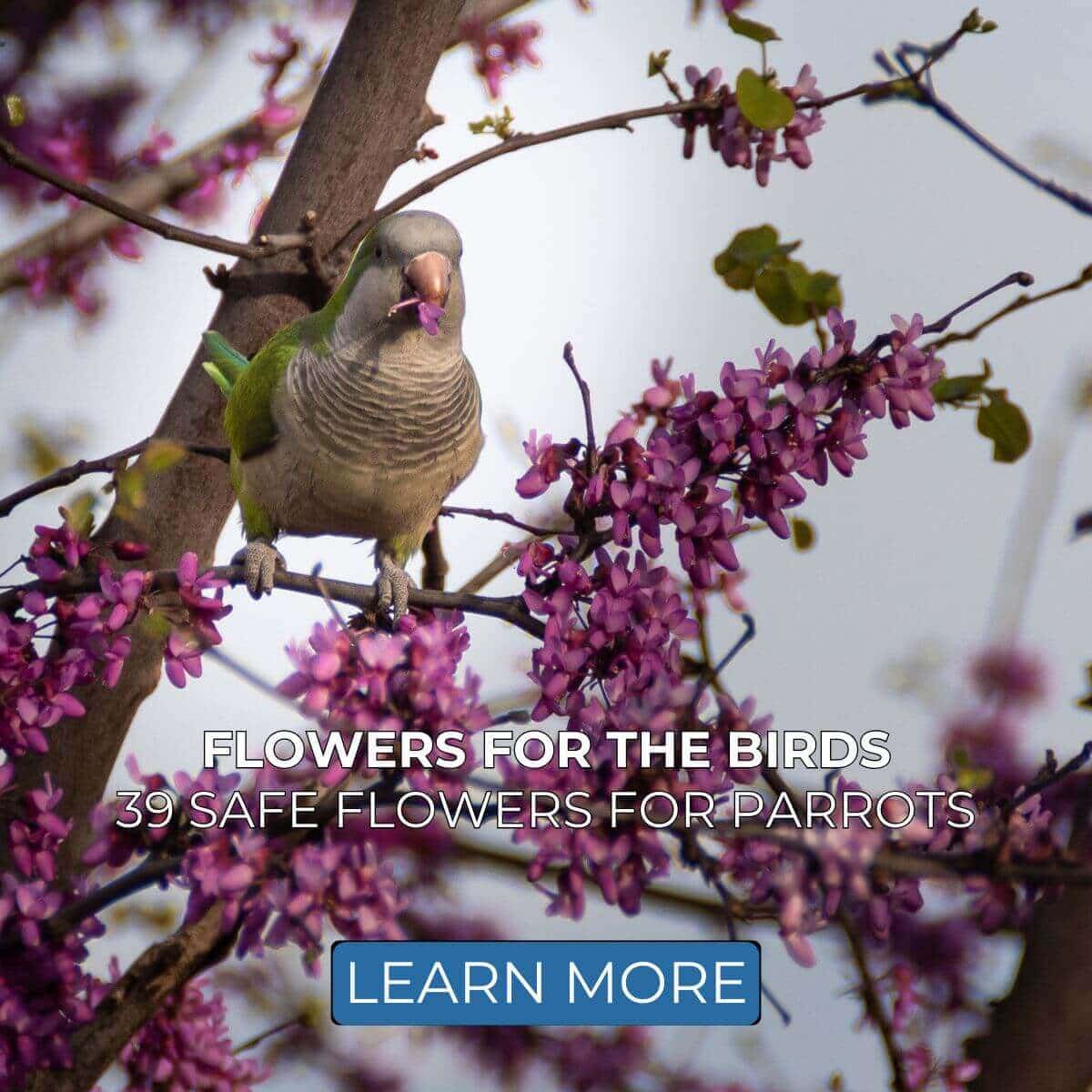 Flowers for the Birds: 39 Safe Flowers for Parrots