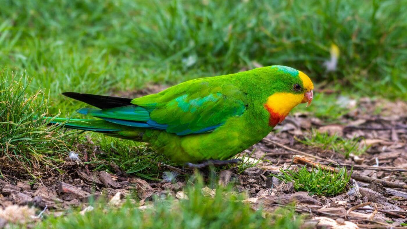 Superb Parrot Foraging for Food