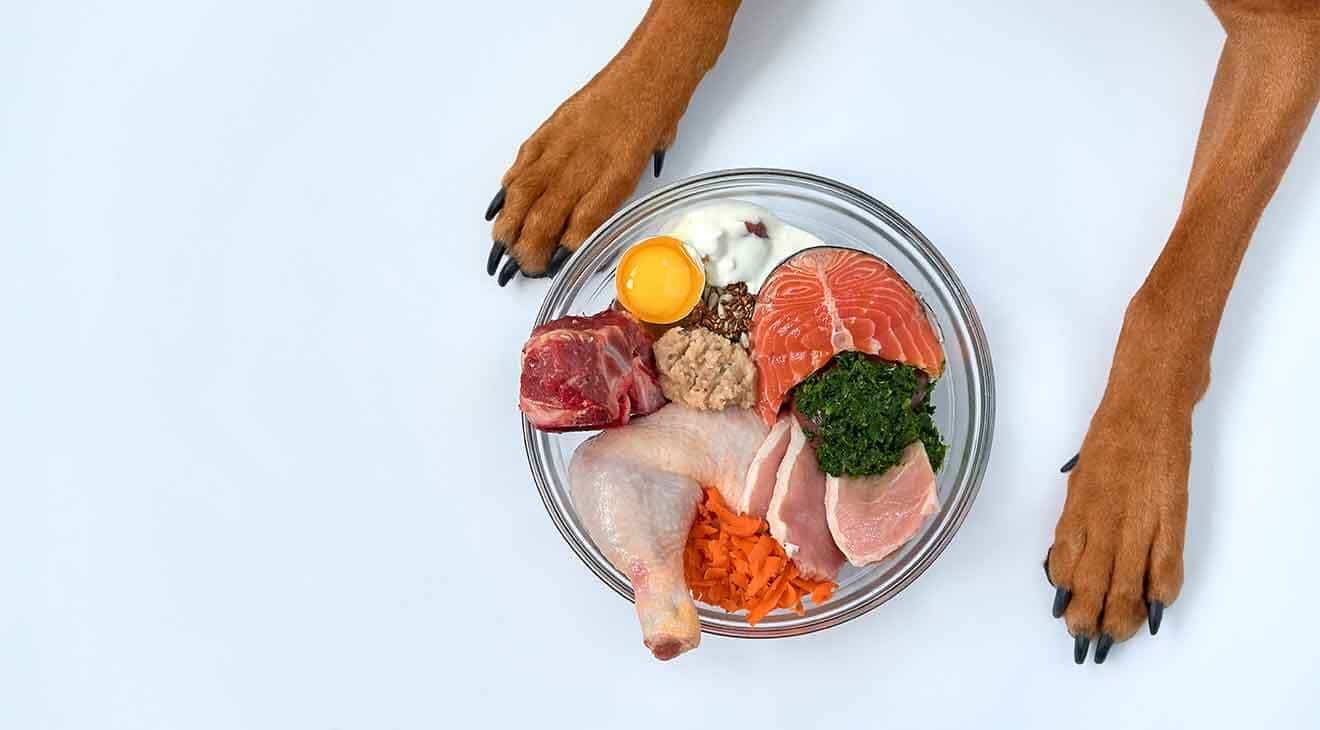 How to Transition Your Dog to a Raw Diet