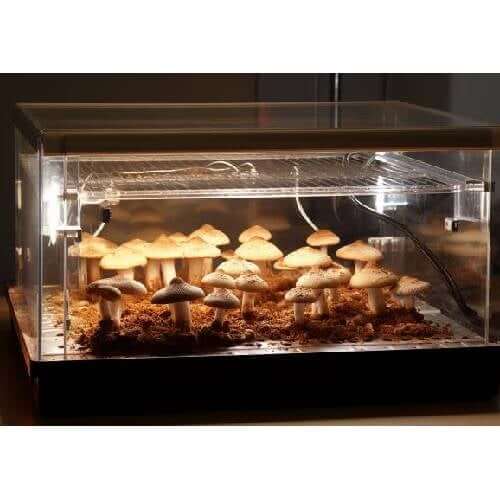 mushrooms