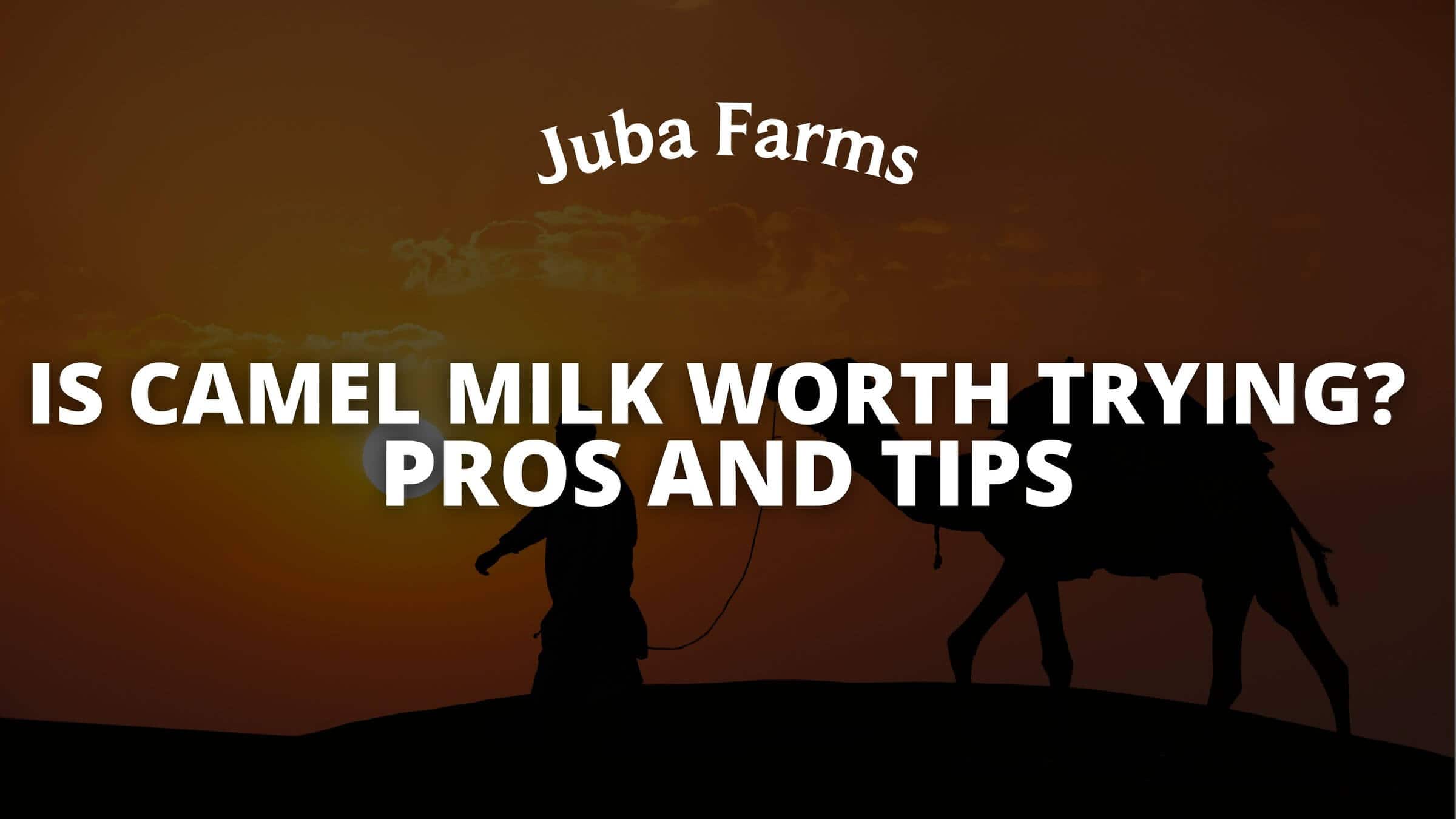Is Camel Milk Worth Trying? Pros, Considerations, and Tips