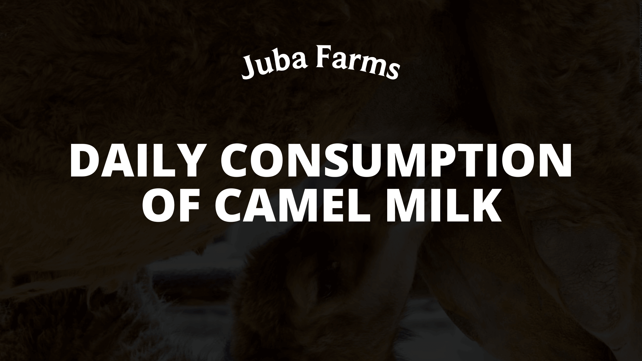Is Camel Milk safe for daily consumption?