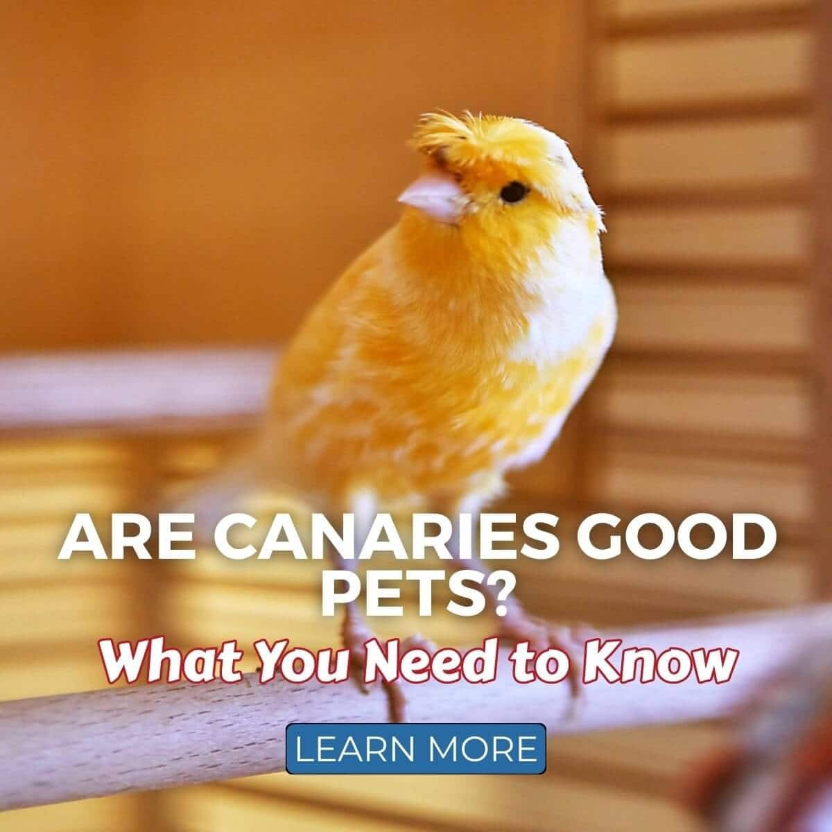 Are Canaries Good Pets? What You Need to Know