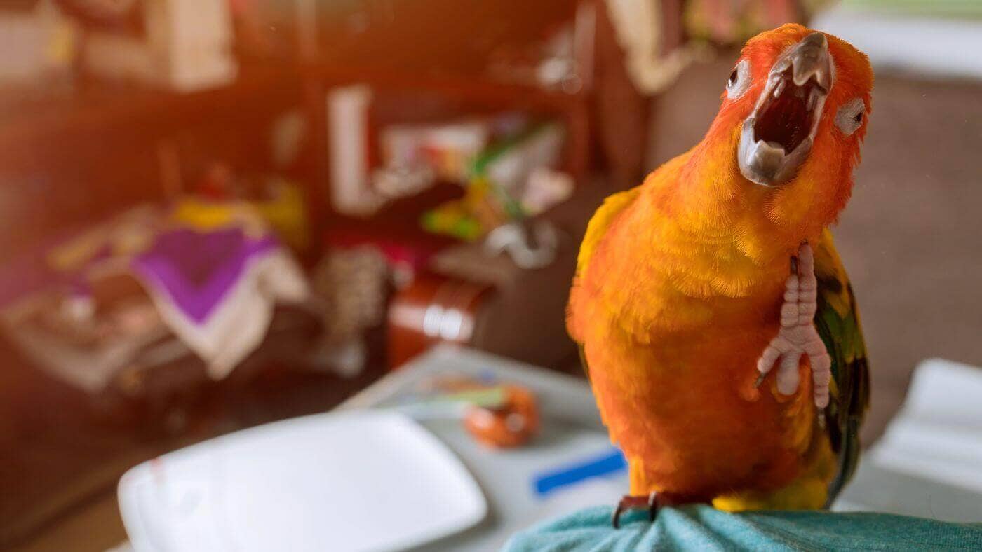 Sun Conure Yawning